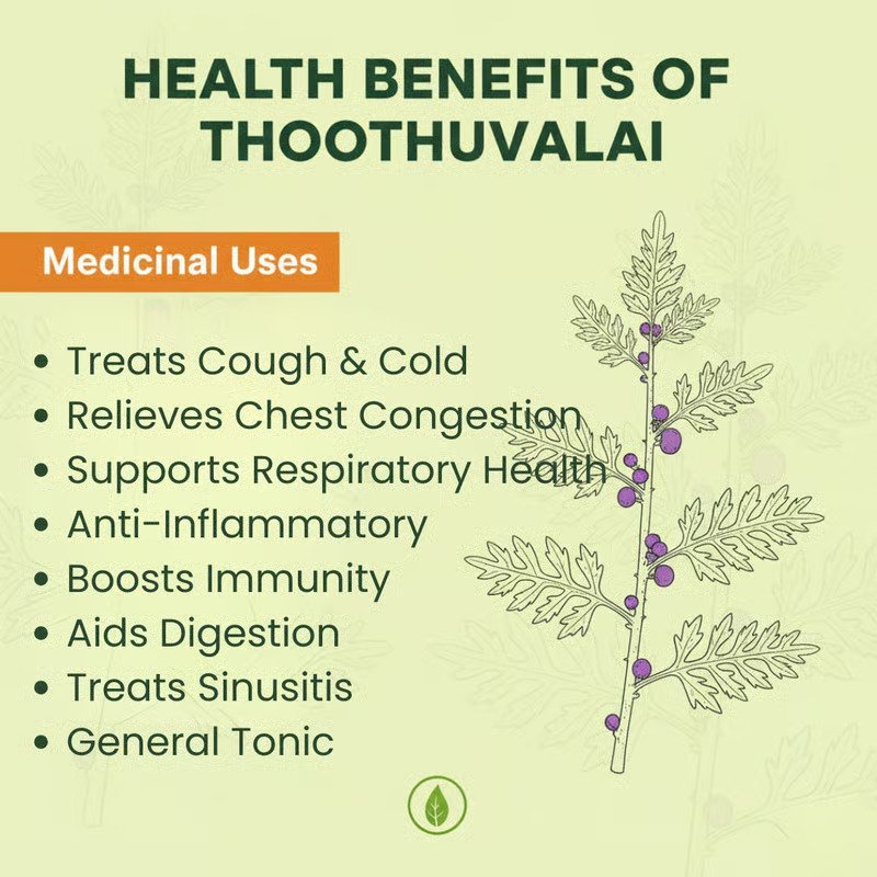Thooduvalai Soup Mix (Purple Fruited Pea Eggplant / Thai Nightshade) - 25 gms - Image 4